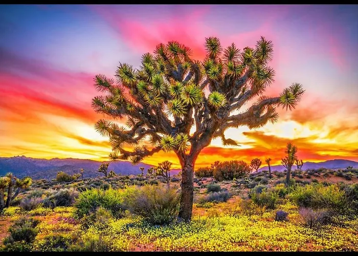 Desert Dusk